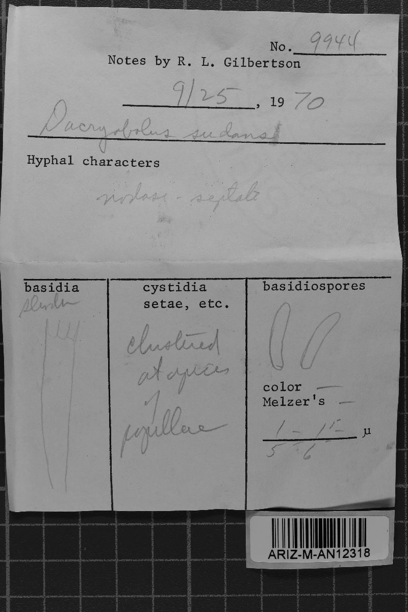 Dacryobolus sudans image