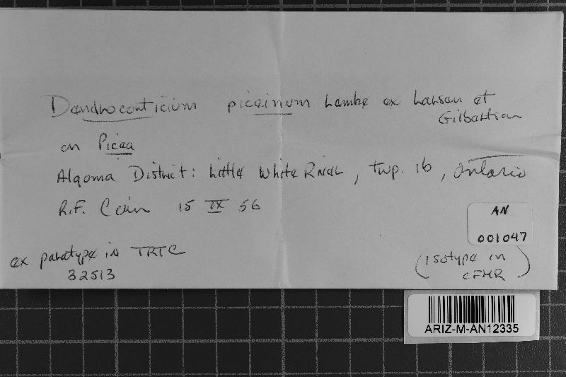 Dendrocorticium piceinum image