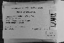 Dacryobolus sudans image