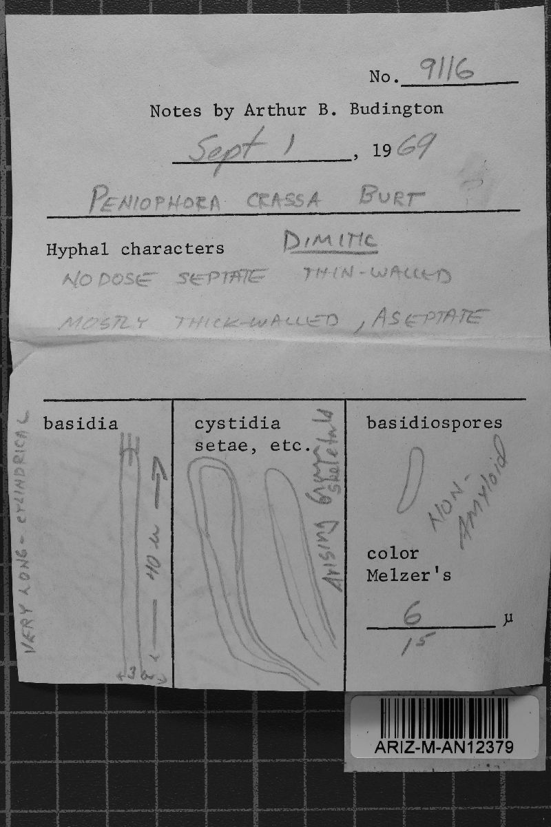 Dacryobolus karstenii image