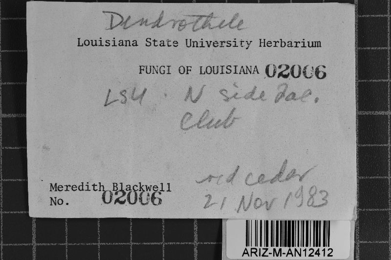 Dendrothele itihummensis image