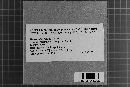 Dacryobolus sudans image