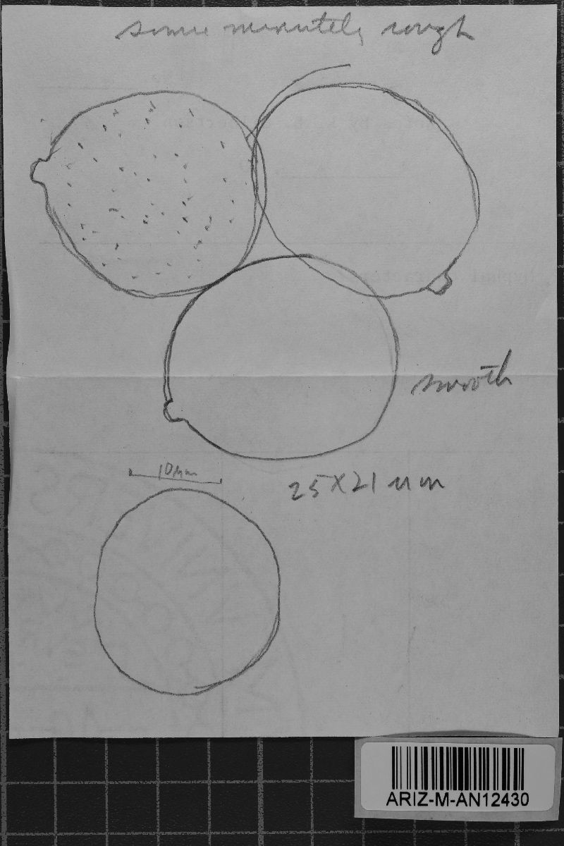 Dendrothele seriata image