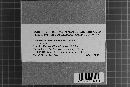 Dendrothele incrustans image