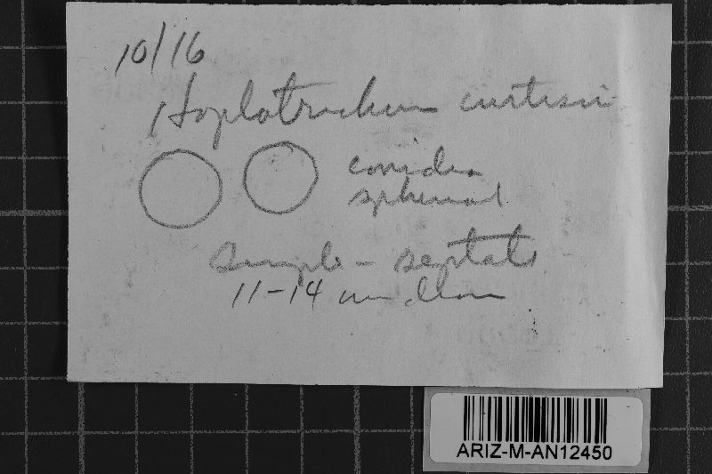 Haplotrichum curtisii image