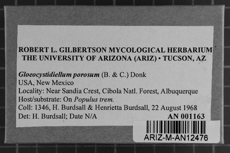 Gloeocystidiellum porosum image