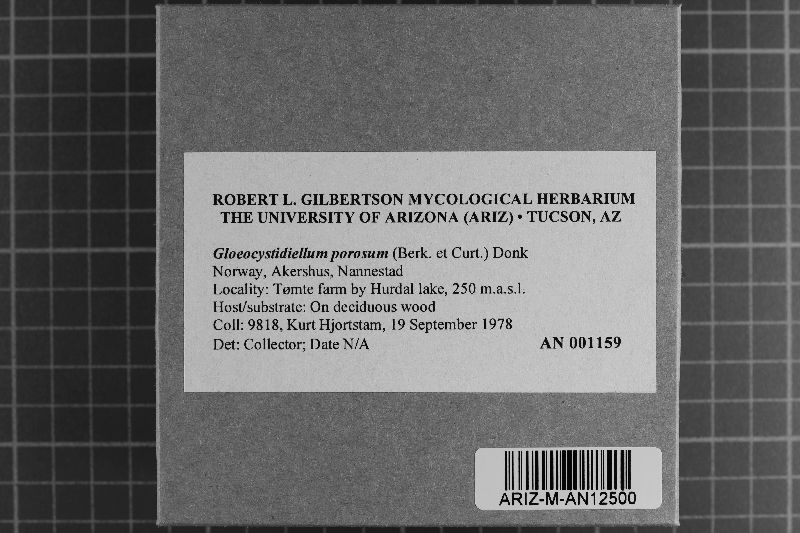 Gloeocystidiellum image
