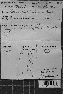 Gloeodontia columbiensis image