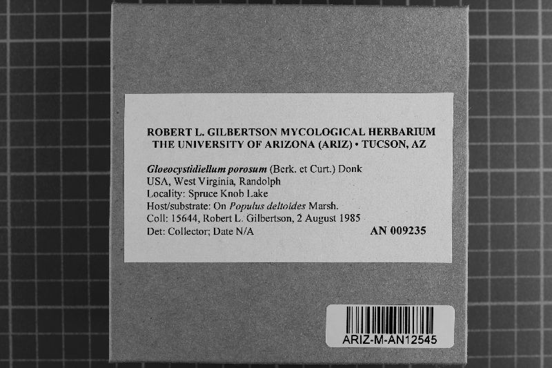 Gloeocystidiellum porosum image