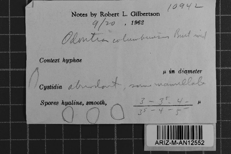 Gloeodontia columbiensis image