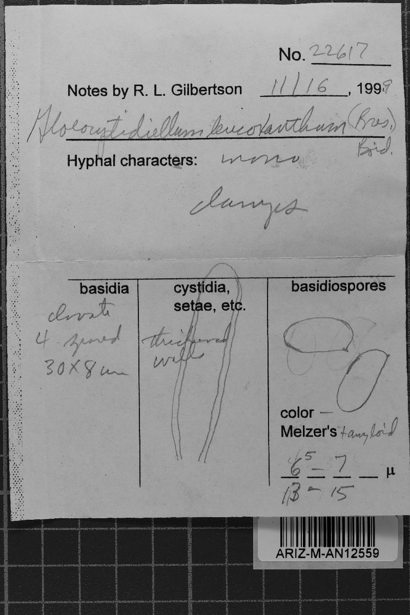 Gloeocystidiellum image