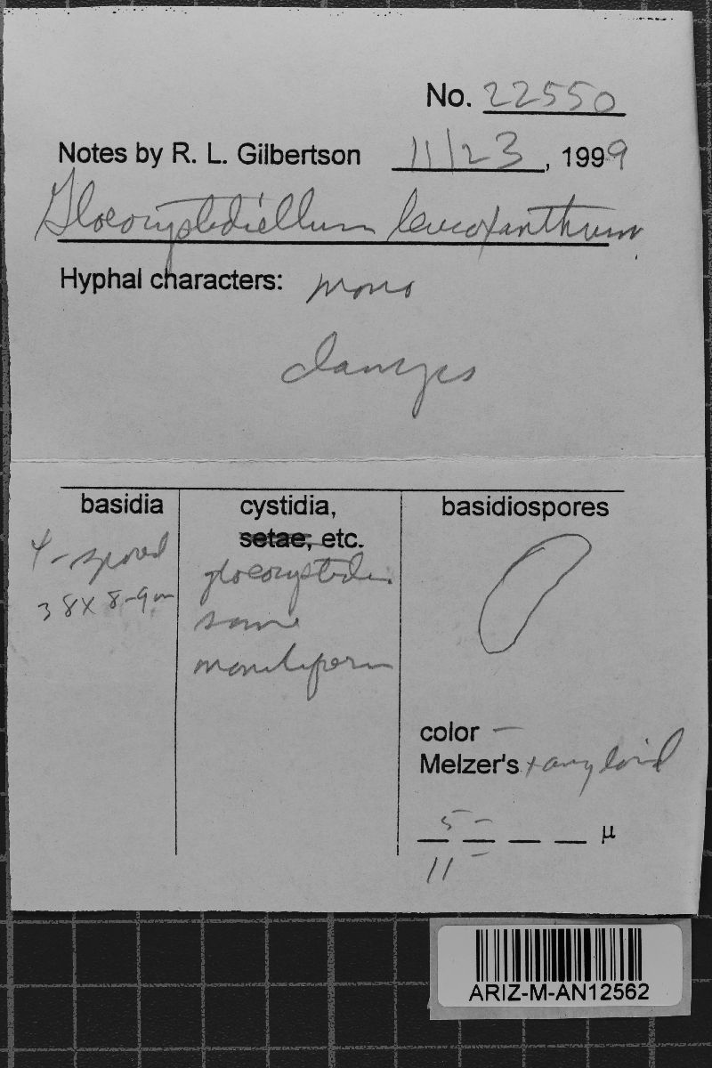 Gloeocystidiellum image