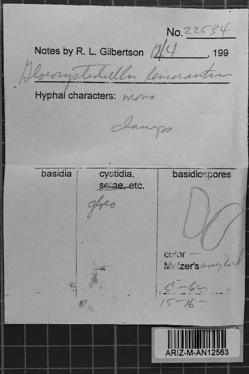 Gloeocystidiellum image