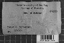 Gloeocystidiellum porosum image