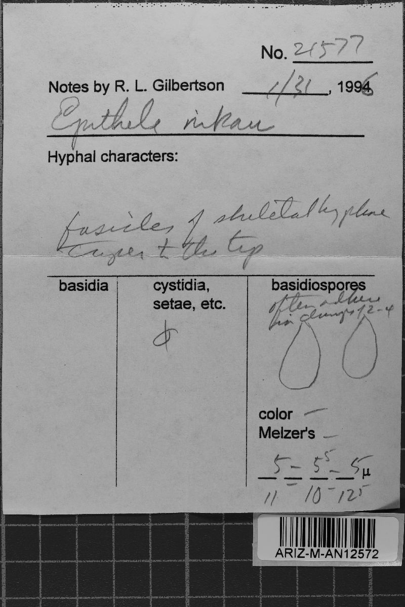 Epithele nikau image