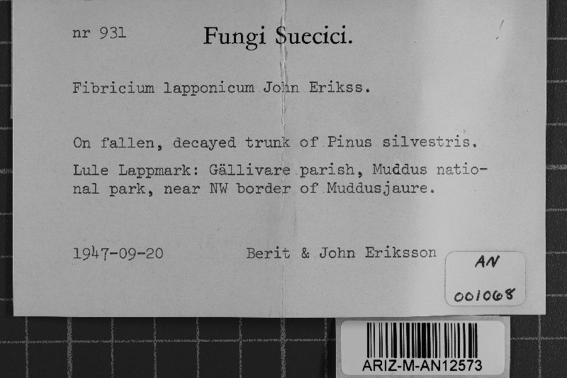 Fibricium lapponicum image