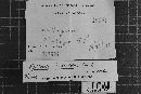 Epithele hydnoides image