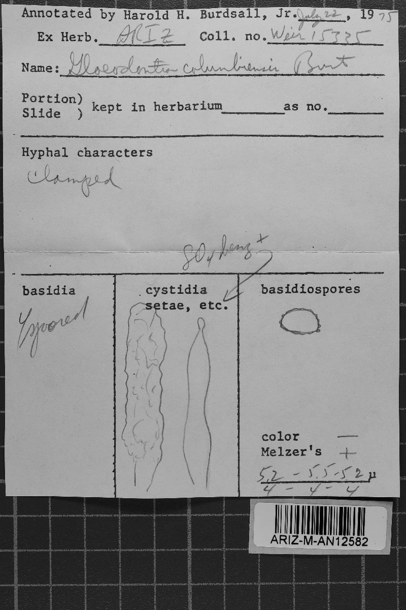 Gloeodontia columbiensis image