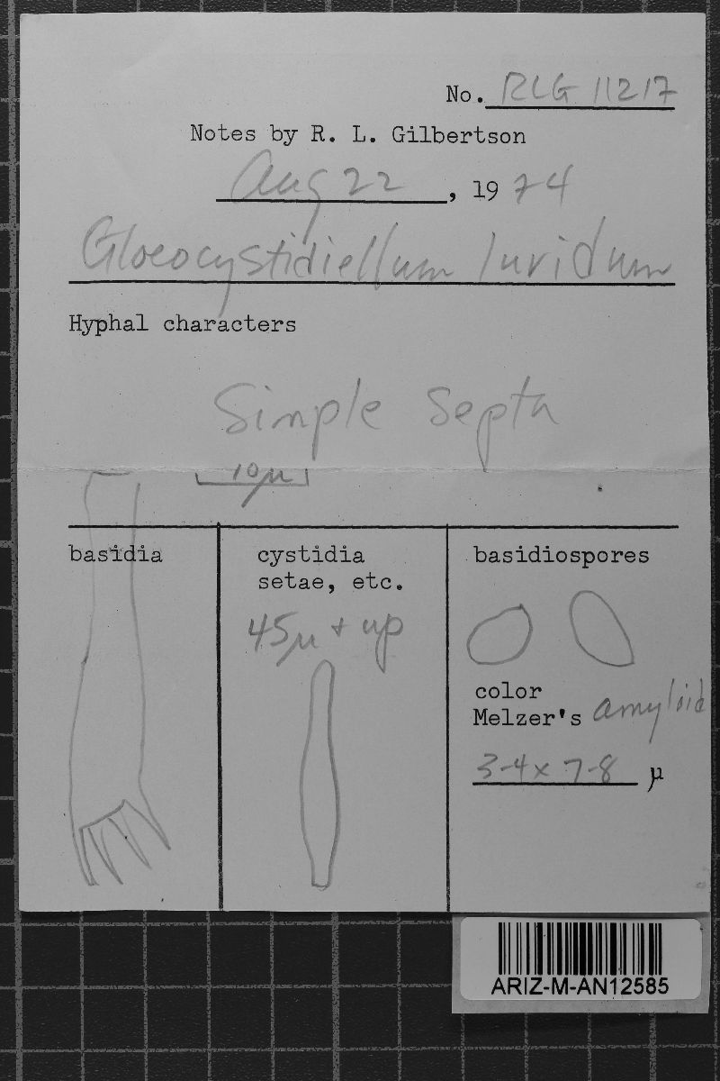 Conferticium karstenii image