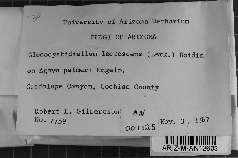 Gloiothele lactescens image