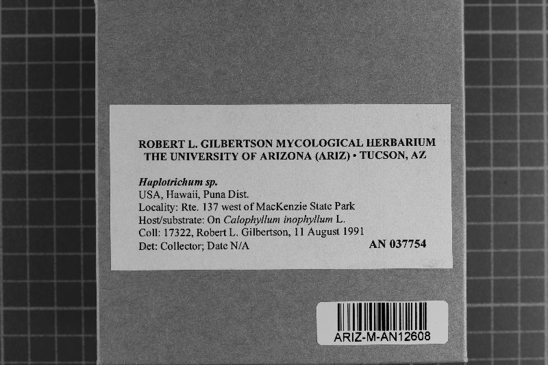 Acladium image