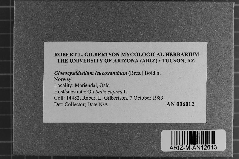 Gloeocystidiellum image
