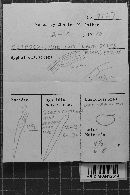 Gloiothele lactescens image