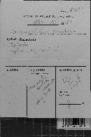 Conferticium karstenii image