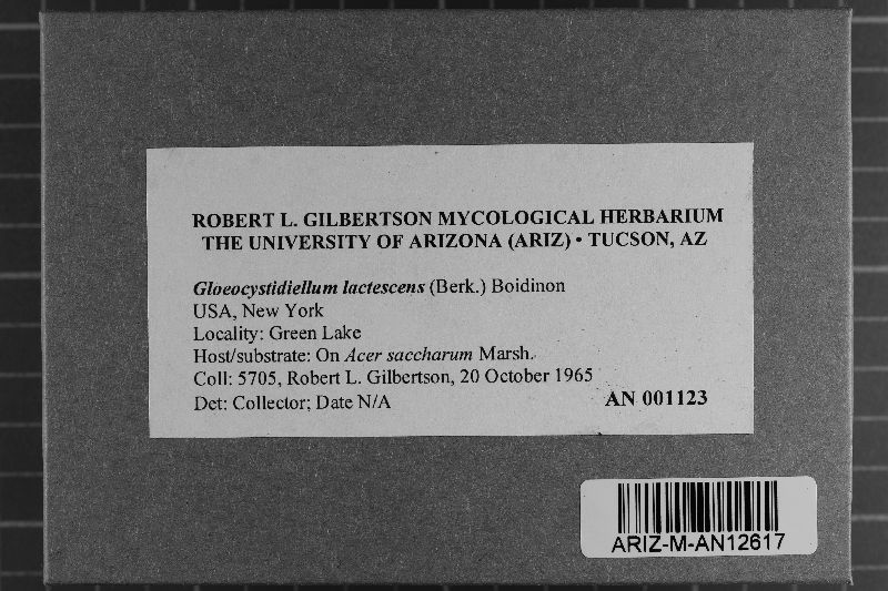Gloiothele lactescens image