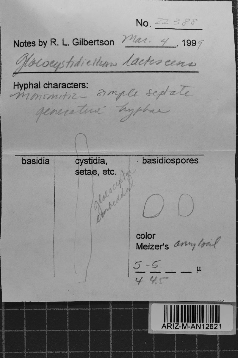 Gloiothele lactescens image