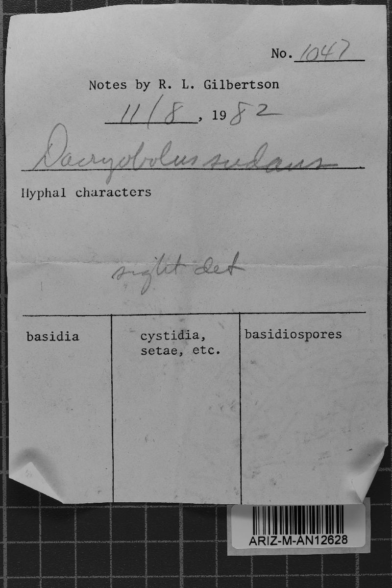 Dacryobolus sudans image