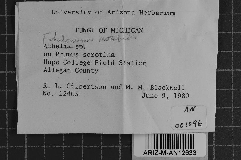 Fibulomyces mutabilis image
