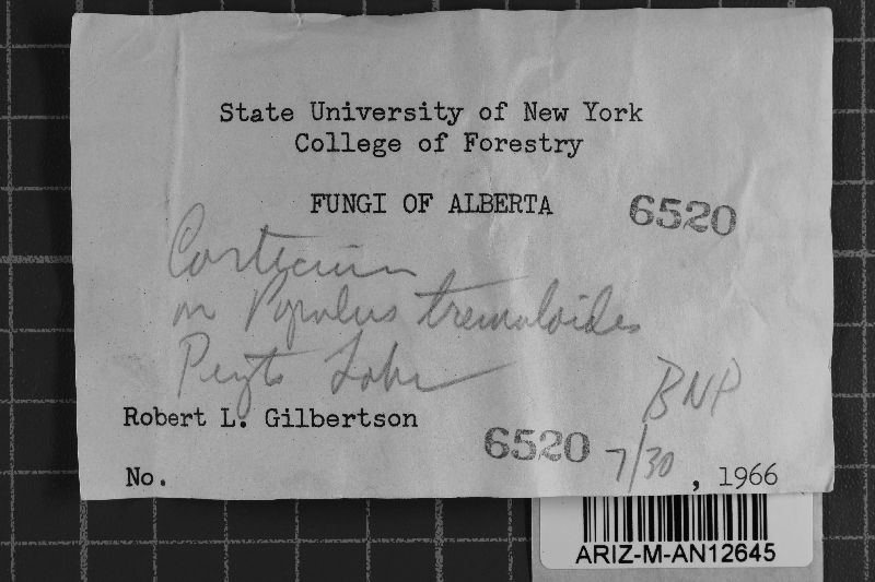 Fibricium rude image