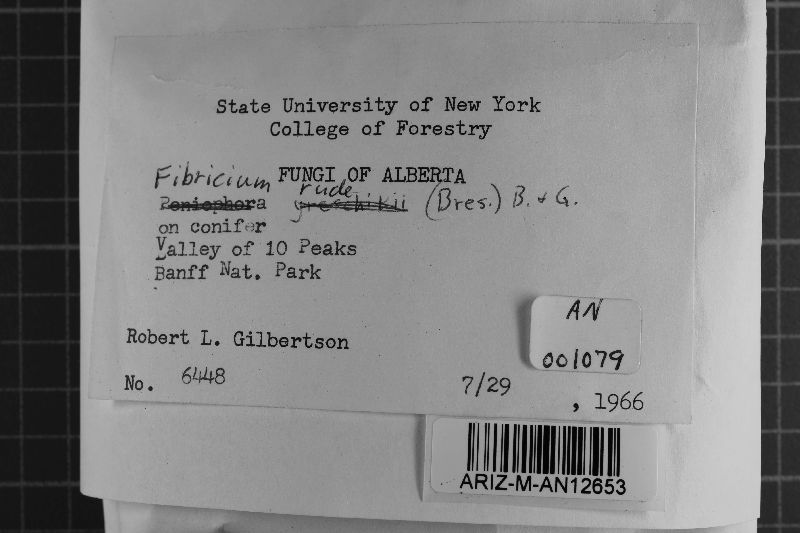 Fibricium rude image