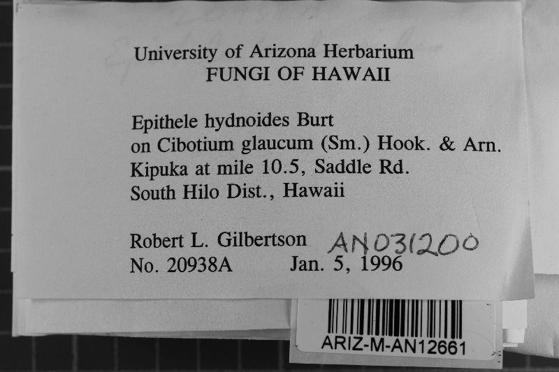 Epithele hydnoides image