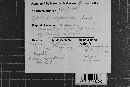 Epithele hydnoides image