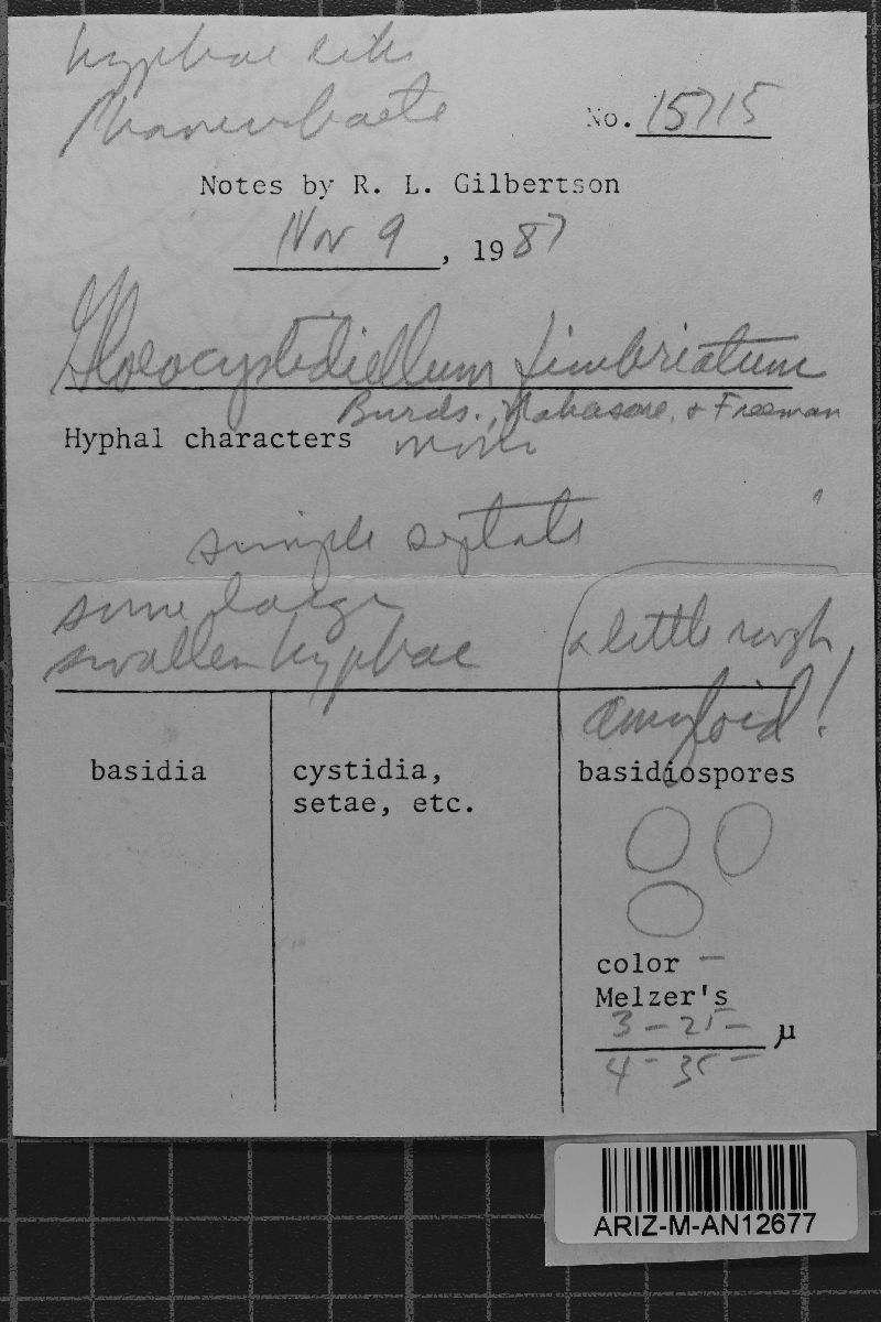 Gloeocystidiellum fimbriatum image