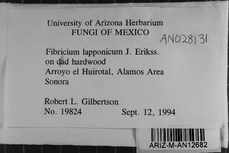 Fibricium lapponicum image