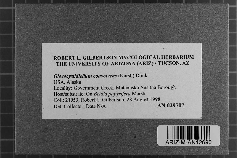 Gloeocystidiellum image