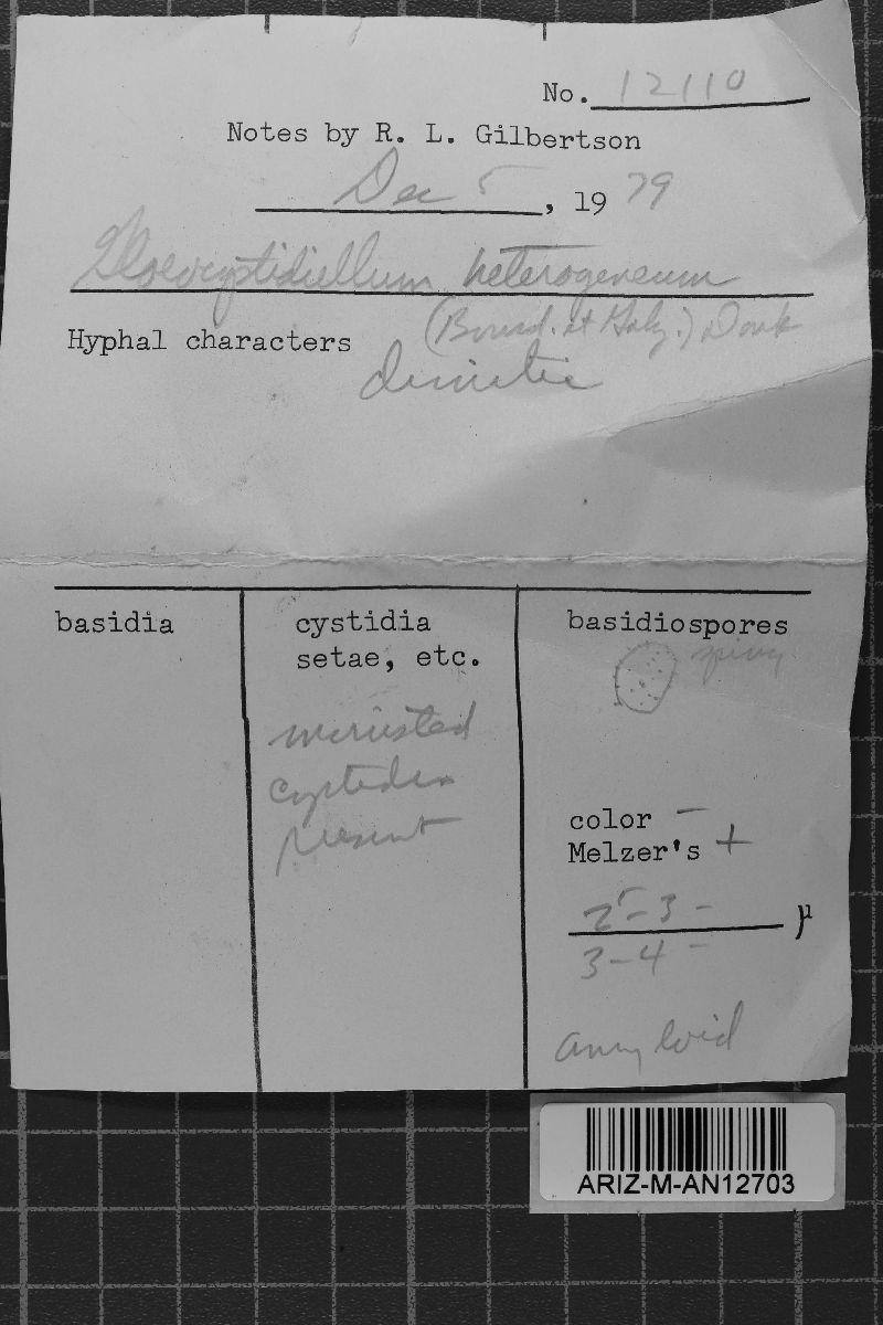 Scytinostromella heterogenea image