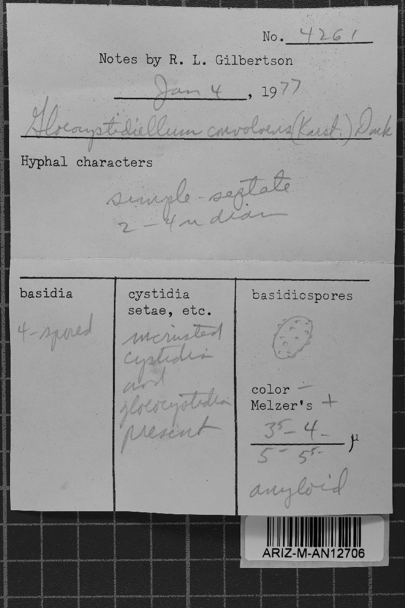 Gloeocystidiellum convolvens image