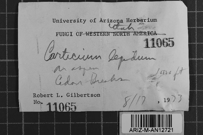 Erythricium laetum image