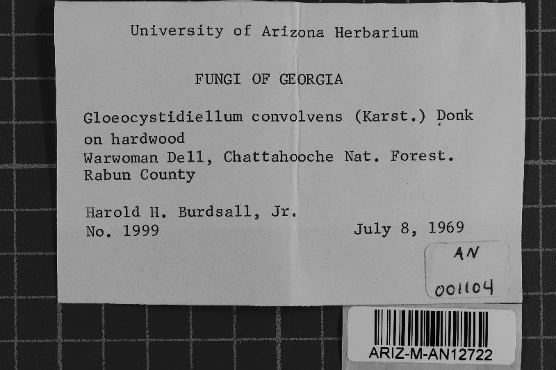 Gloeocystidiellum convolvens image