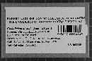 Globulicium hiemale image