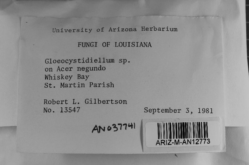 Gloeocystidiellum image