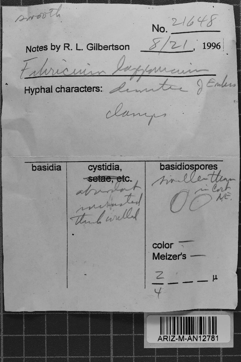 Fibricium lapponicum image
