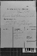 Pseudochaete tabacina image