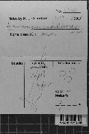 Hemmesomyces puauluensis image