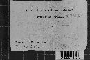 Pseudochaete tabacina image