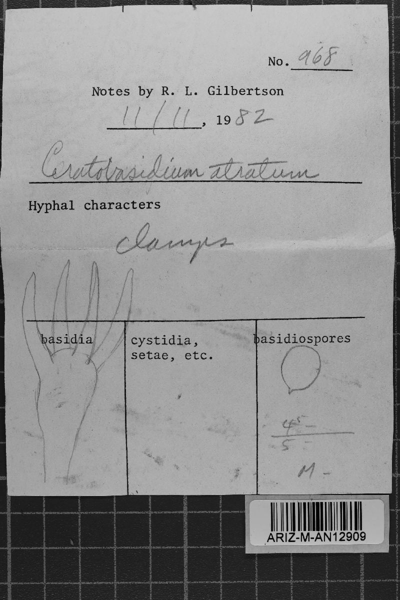 Scotomyces subviolaceus image